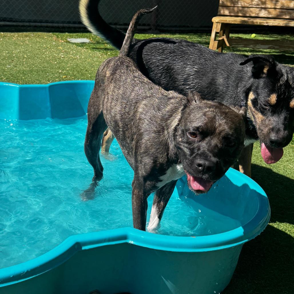 Enlarge Raja, a Adoptable mixed breed in Henderson, NV image 5/6