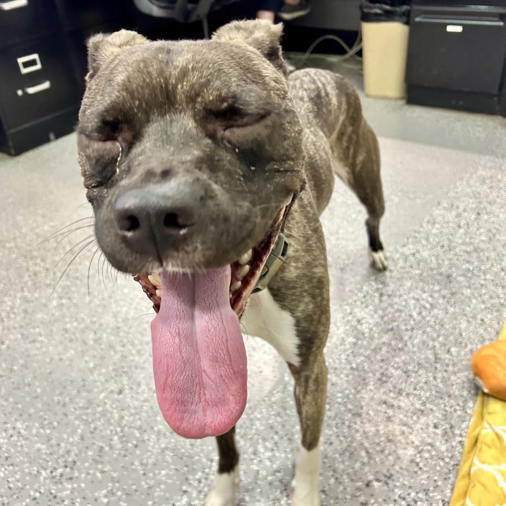 Enlarge Raja, a Adoptable mixed breed in Henderson, NV image 6/6