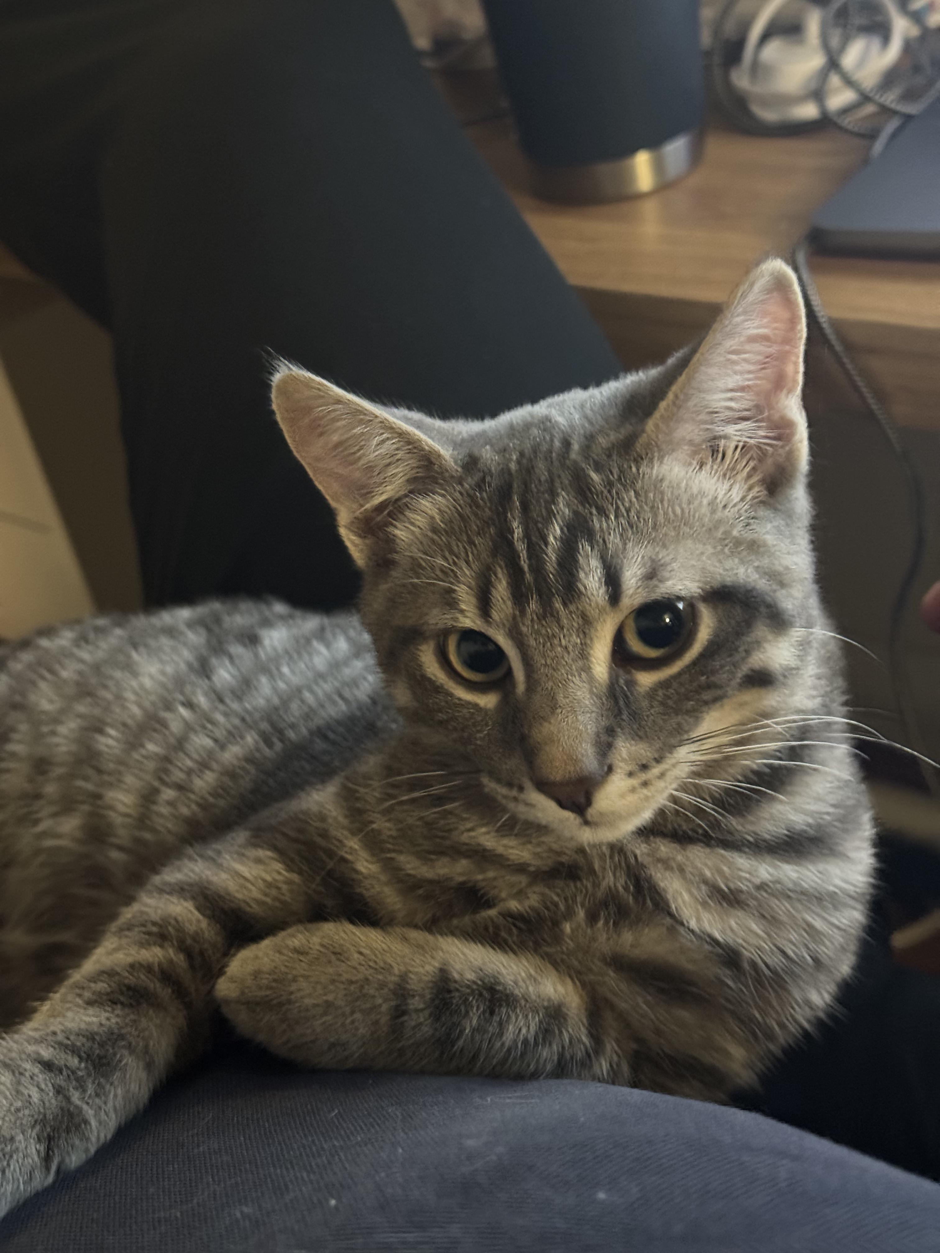 Enlarge Waffles-Must be adopted with Benedict, a Adopted Domestic Short Hair in Toronto, ON image 1/4