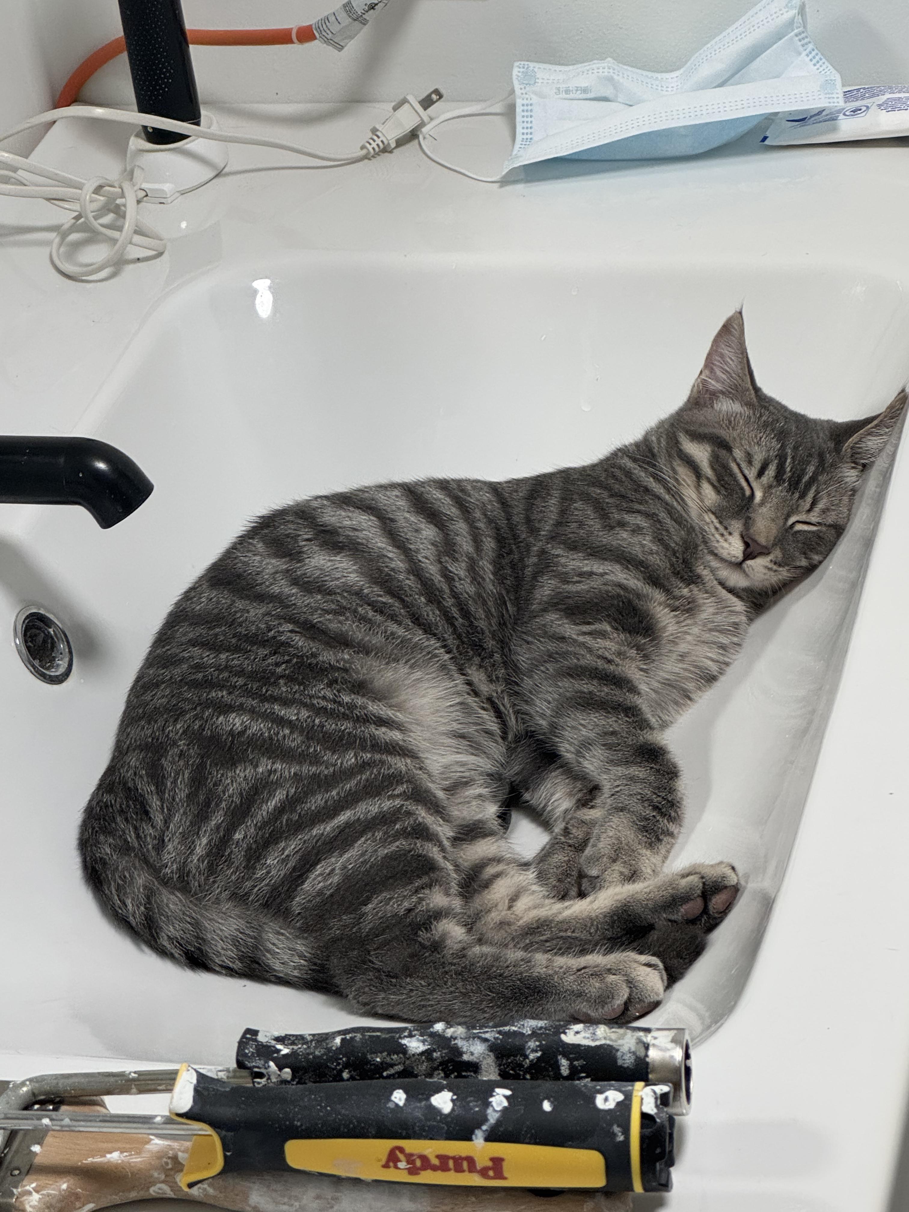 Enlarge Waffles-Must be adopted with Benedict, a Adopted Domestic Short Hair in Toronto, ON image 3/4