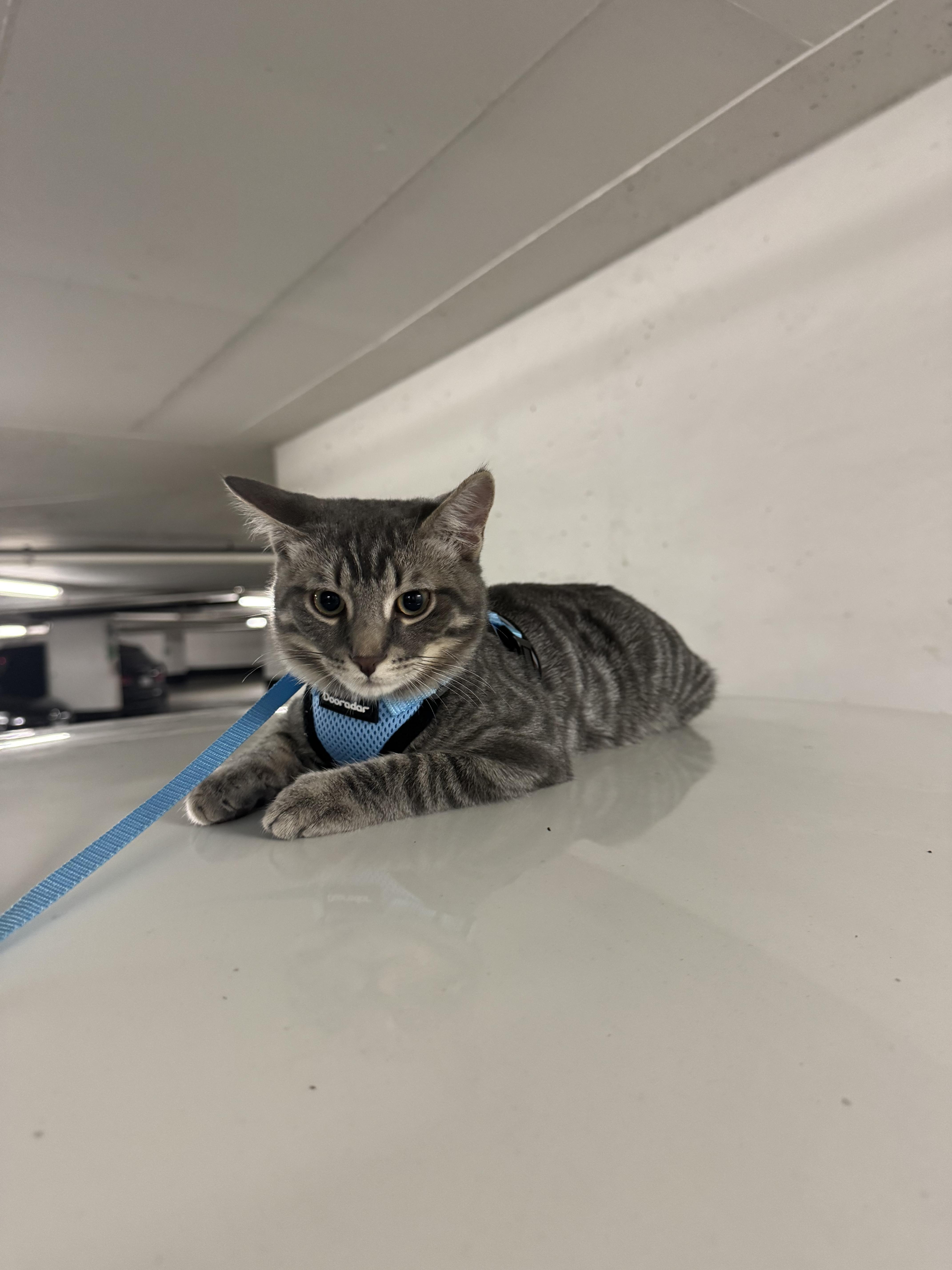 Enlarge Waffles-Must be adopted with Benedict, a Adopted Domestic Short Hair in Toronto, ON image 2/4