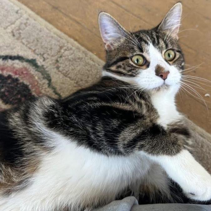 Smudge, a Adoptable Domestic Short Hair in Enterprise, AL image 1/2