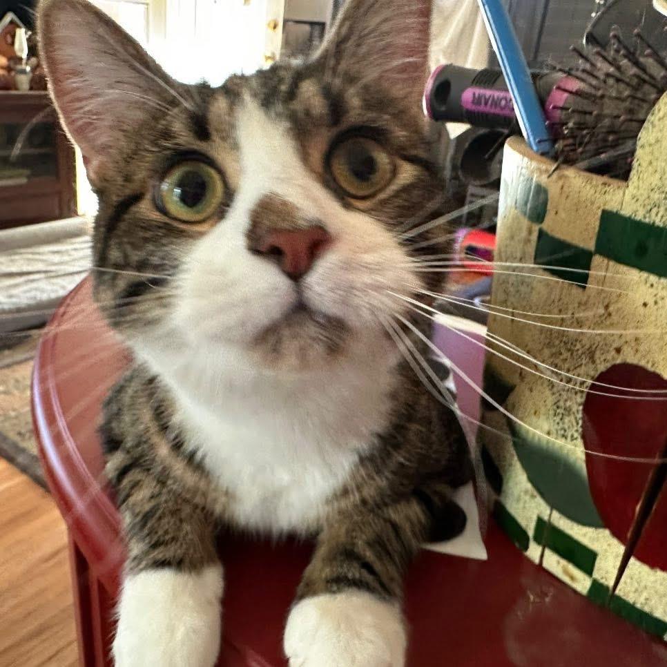 Smudge, a Adoptable Domestic Short Hair in Enterprise, AL image 2/2