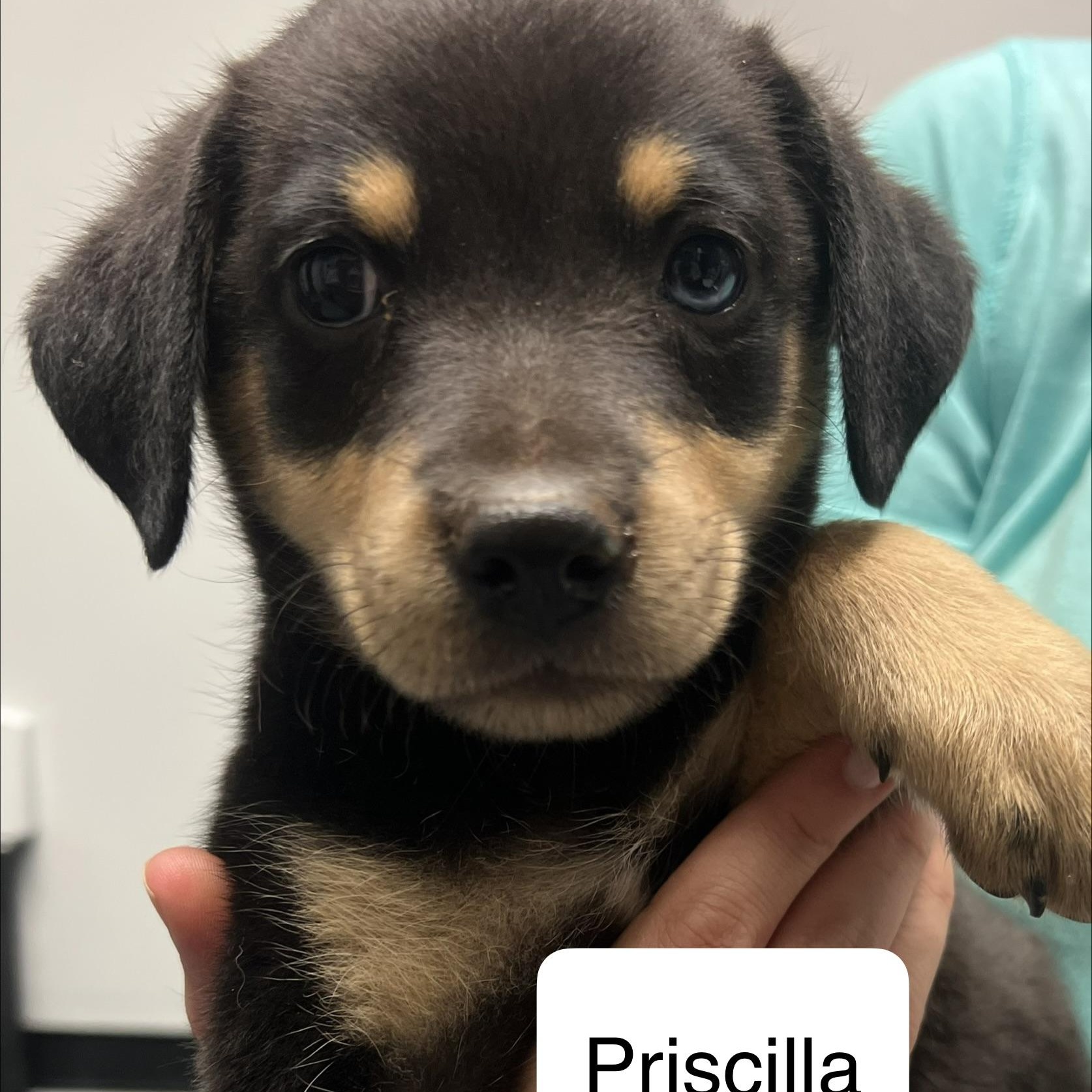Enlarge Priscilla C116, a Adoptable Terrier in Morganton, NC image 1/1