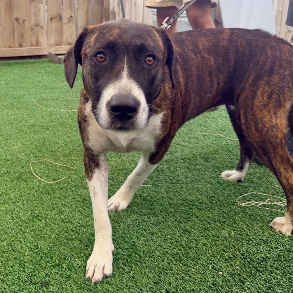 Gracie Harmon, Adoptable, Adult Female Mixed Breed.