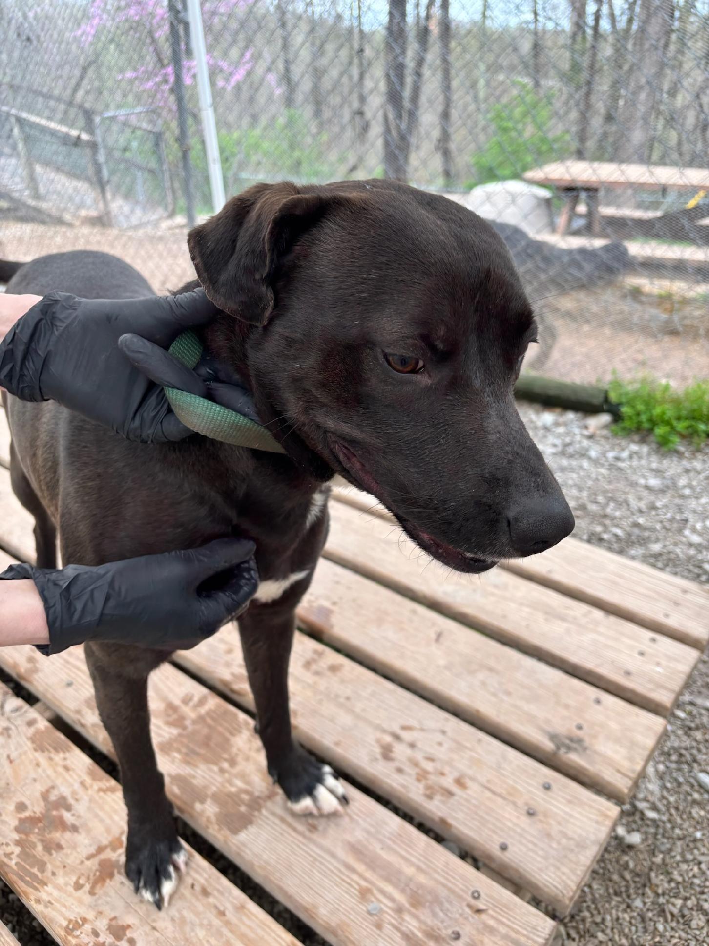 Enlarge Mokie, a Adoptable mixed breed in Maryville, TN image 3/3