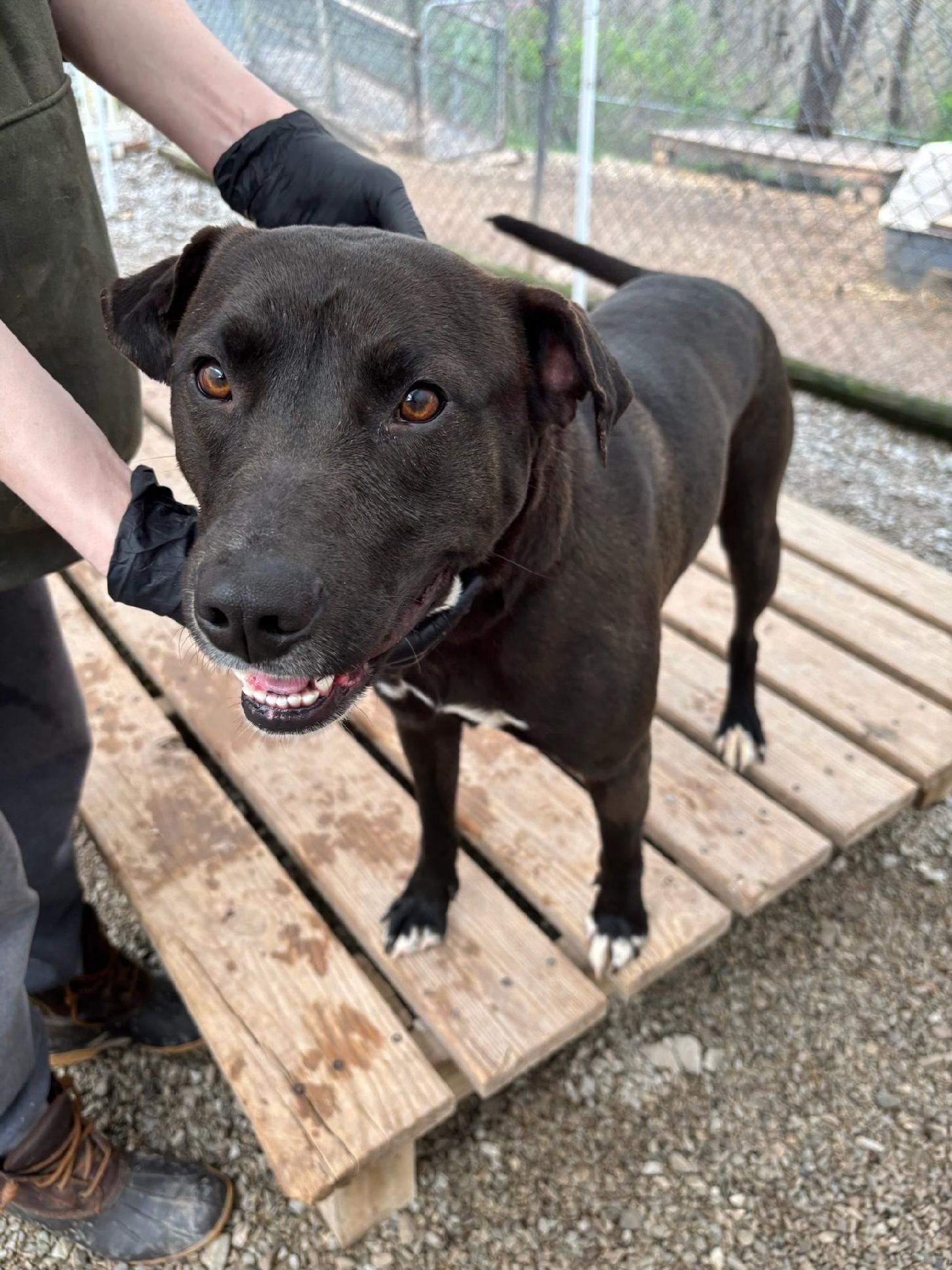 Mokie, Adoptable, Adult Male Black Labrador Retriever.