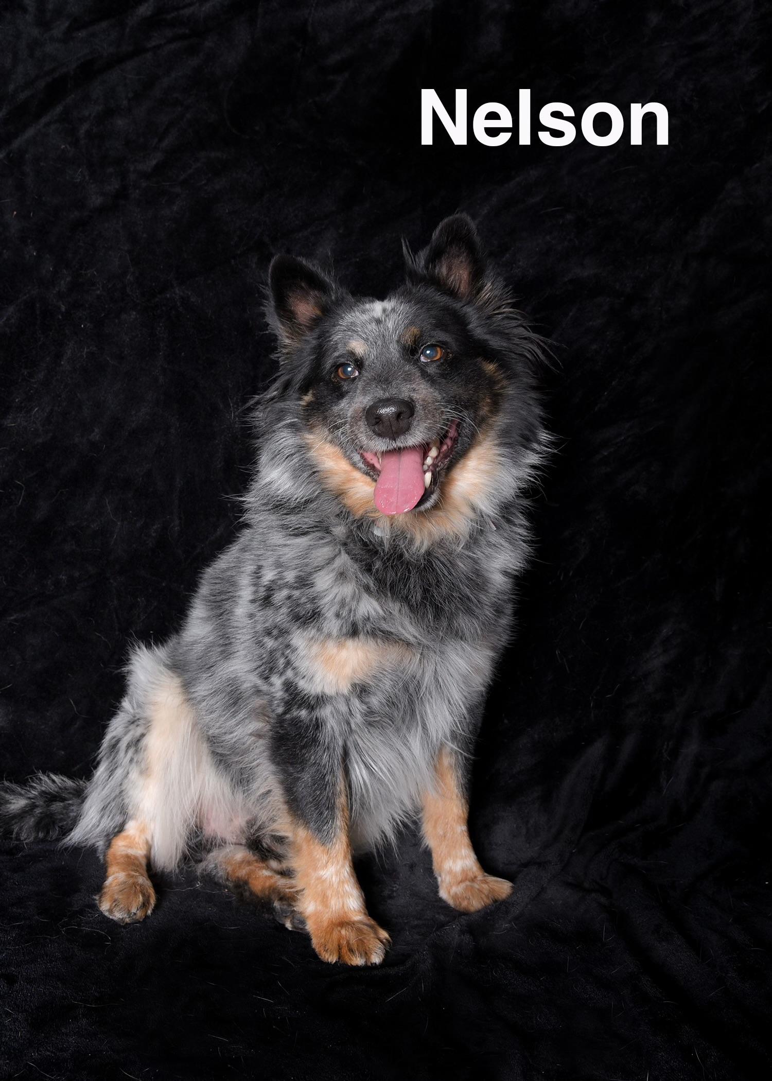 Nelson, Adoptable, Young Male Australian Cattle Dog / Blue Heeler.