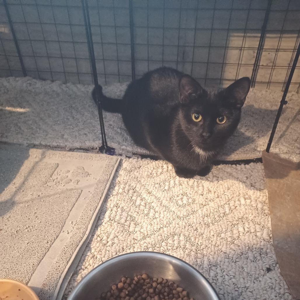 Xena, Adoptable, Young Female Domestic Short Hair.