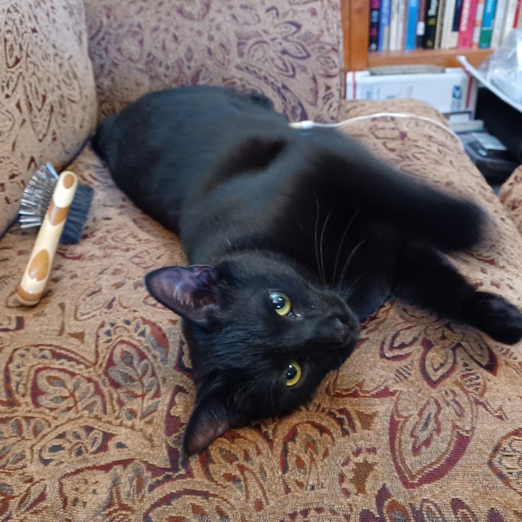 Enlarge Xena, a Adoptable Domestic Short Hair in Novelty, OH image 2/6