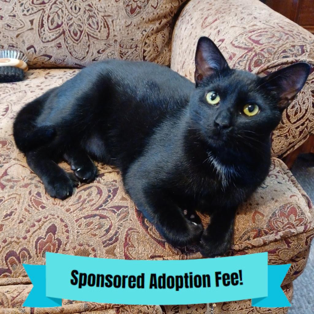 Enlarge Xena, a Adoptable Domestic Short Hair in Novelty, OH image 3/6