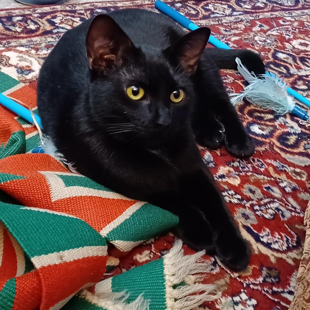 Enlarge Xena, a Adoptable Domestic Short Hair in Novelty, OH image 3/6