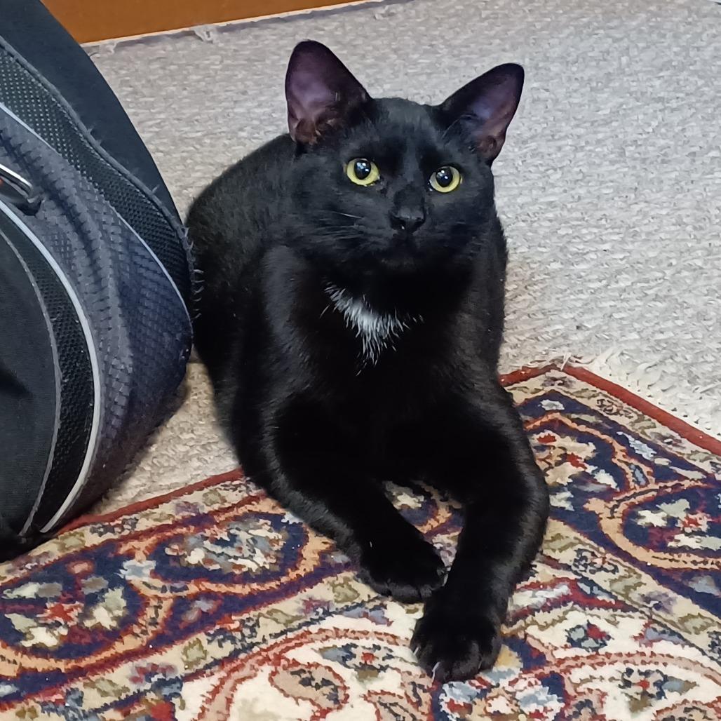 Enlarge Xena, a Adoptable Domestic Short Hair in Novelty, OH image 4/6