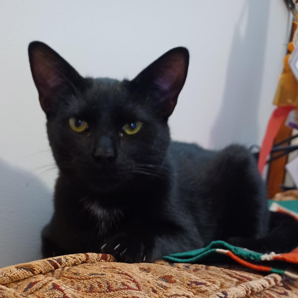 Enlarge Xena, a Adoptable Domestic Short Hair in Novelty, OH image 5/6