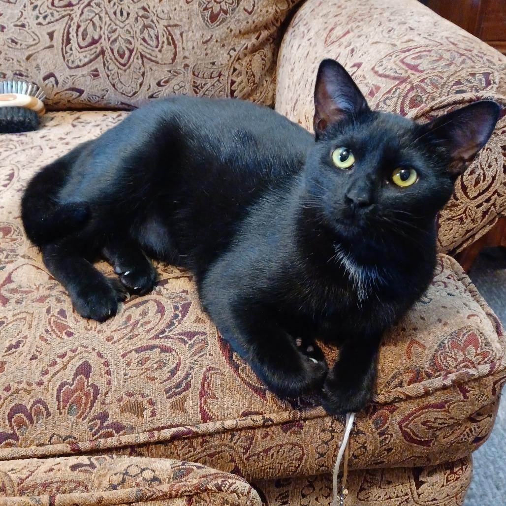 Enlarge Xena, a Adoptable Domestic Short Hair in Novelty, OH image 6/6