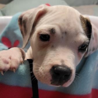 Enlarge Smith (now black, black and white), a Adoptable Mixed Breed in Allyn, WA image 1/1