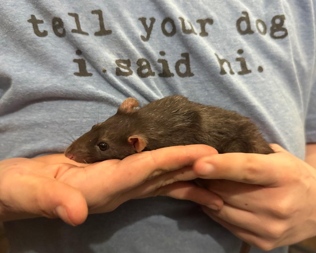 Shtick, Adoptable, Young Male Rat.