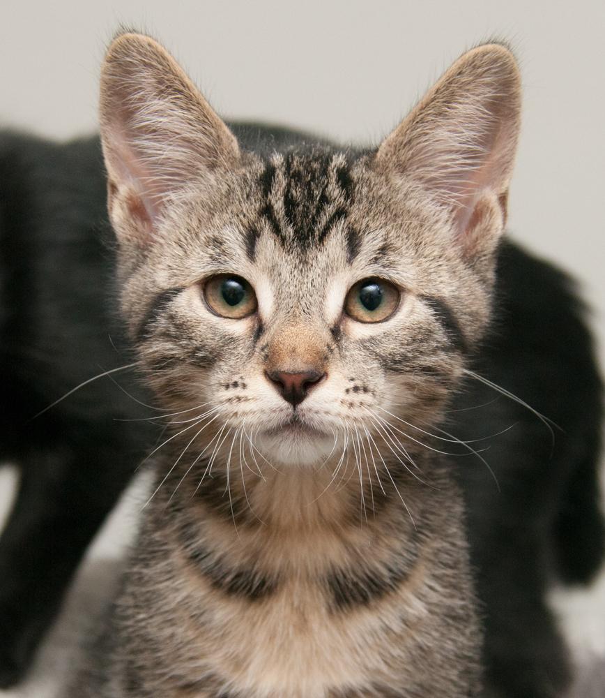 Enlarge Felix (gets adopted with Koi), an adopted Tabby in Westminster, CO image 1/6