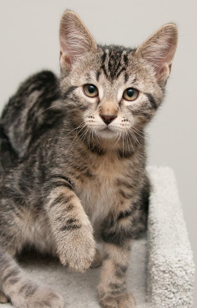 Enlarge Felix (gets adopted with Koi), an adopted Tabby in Westminster, CO image 3/6