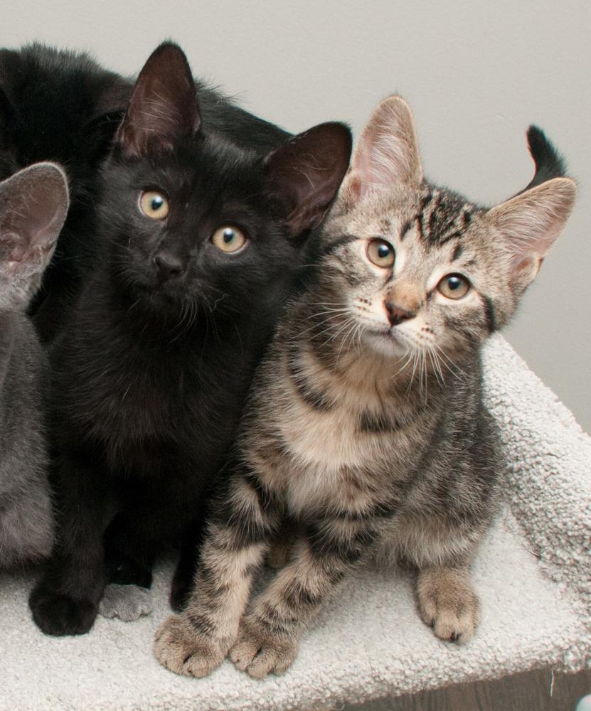 Enlarge Felix (gets adopted with Koi), an adopted Tabby in Westminster, CO image 4/6