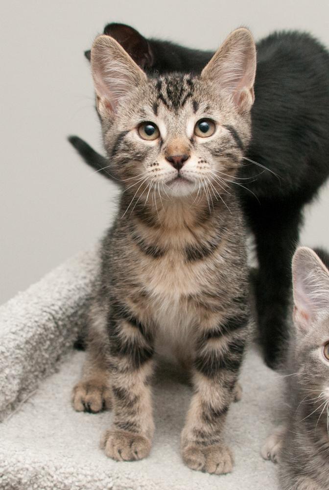 Enlarge Felix (gets adopted with Koi), an adopted Tabby in Westminster, CO image 2/6