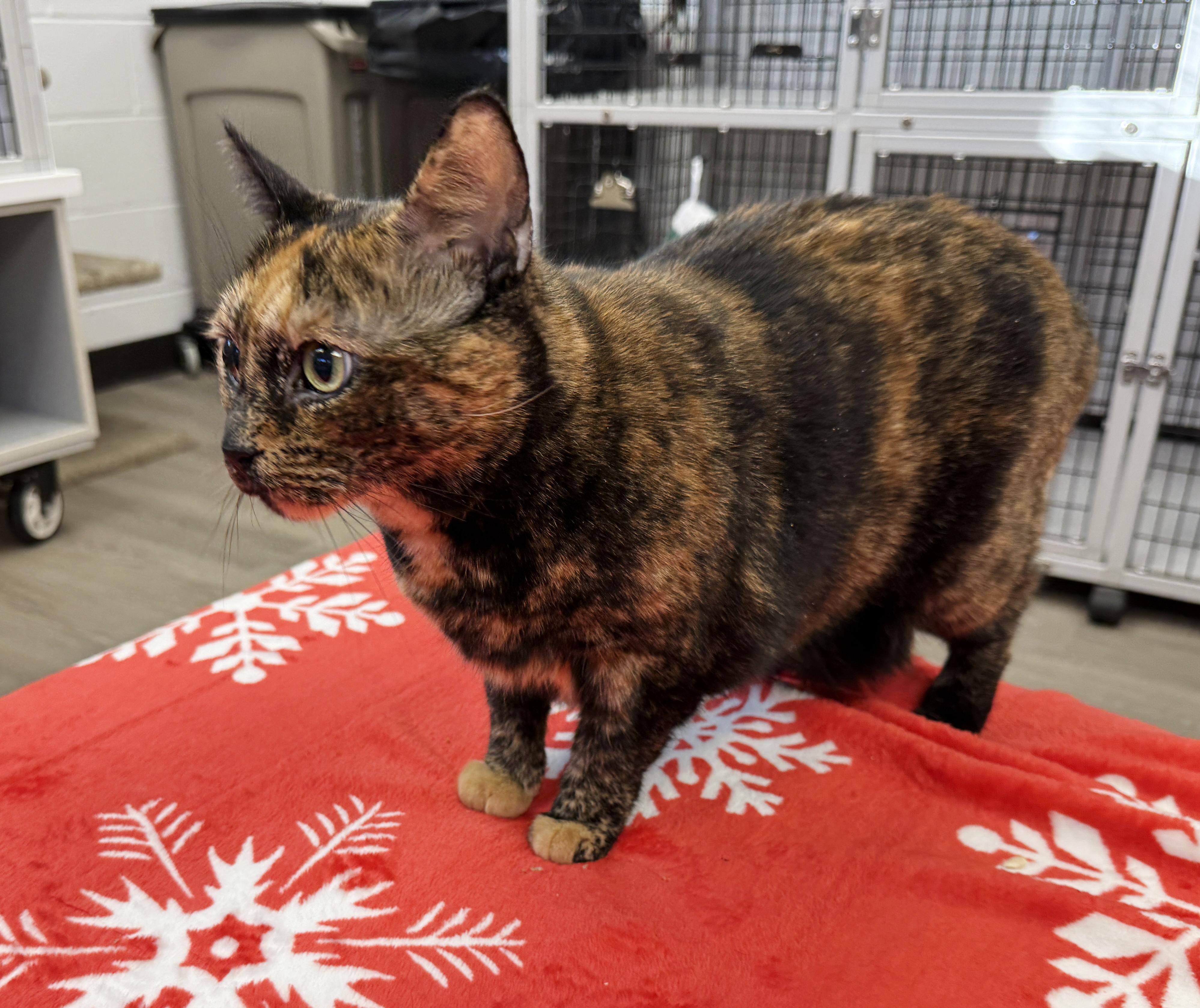 LOCAL CAT! Noodle, adopted, Adult Female Domestic Short Hair.