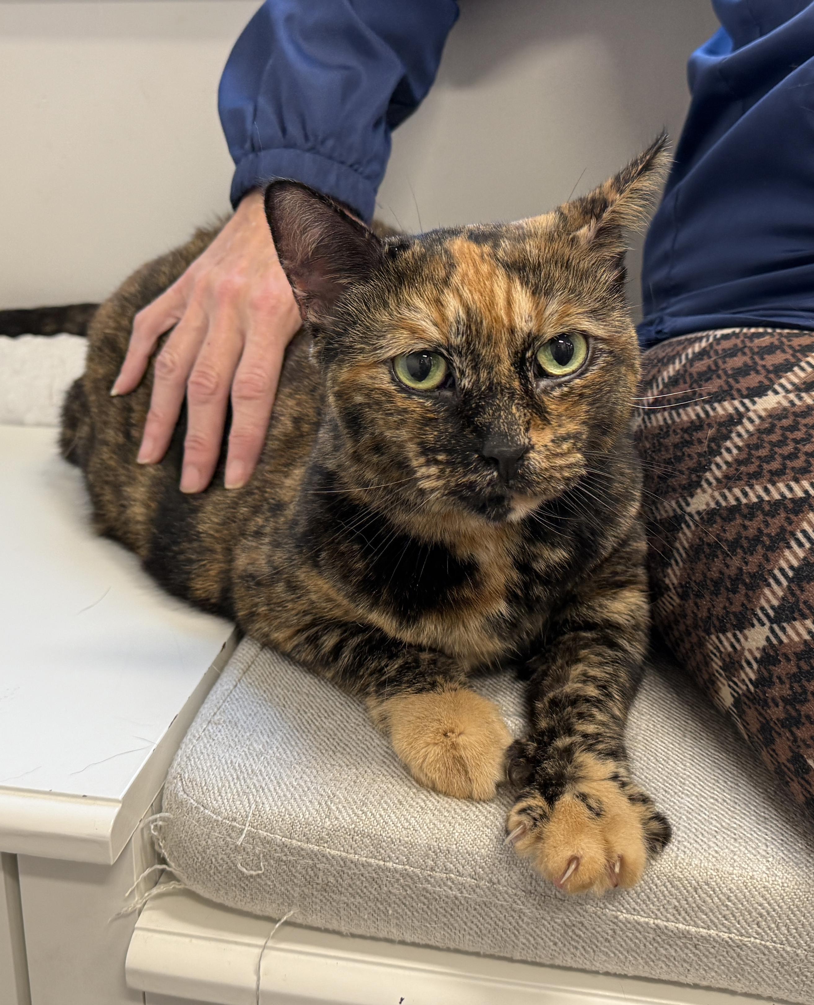 Enlarge LOCAL CAT! Noodle, an adopted mixed breed in Clayville, RI image 2/6