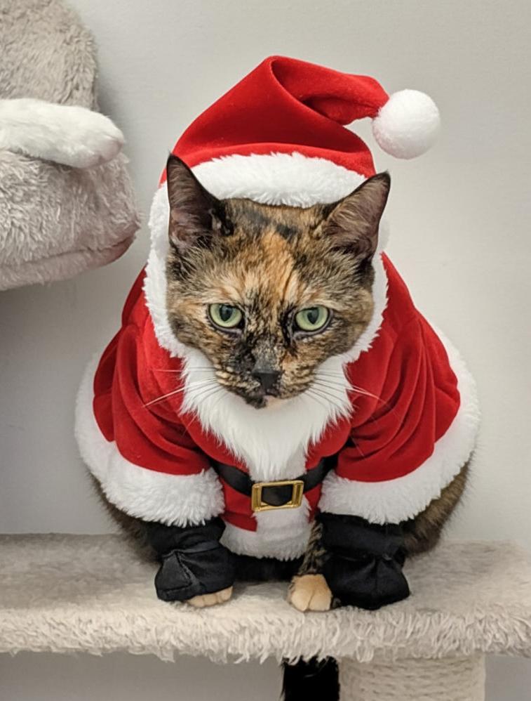 Enlarge LOCAL CAT! Noodle, an adopted mixed breed in Clayville, RI image 3/6