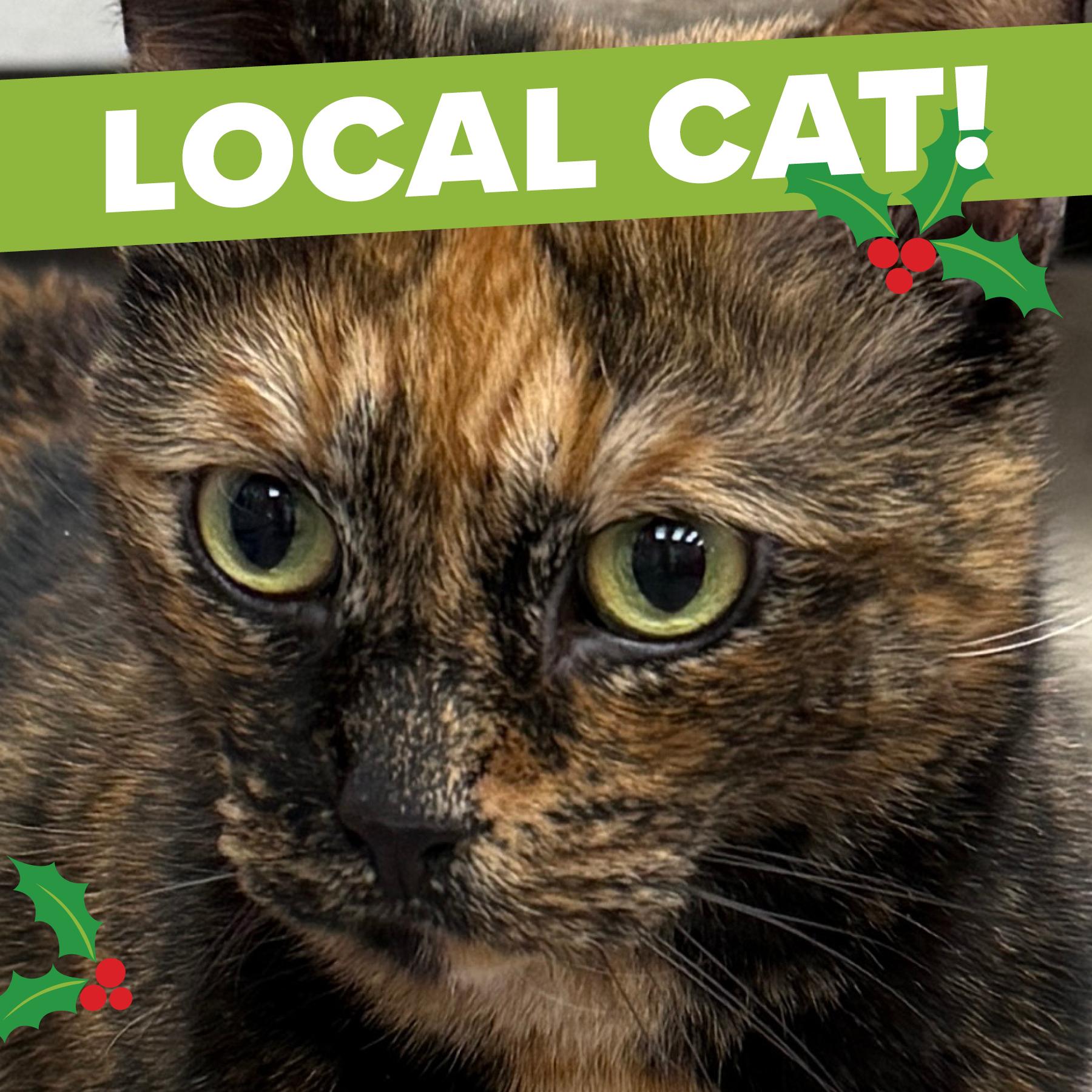 Enlarge LOCAL CAT! Noodle, an adopted mixed breed in Clayville, RI image 4/6