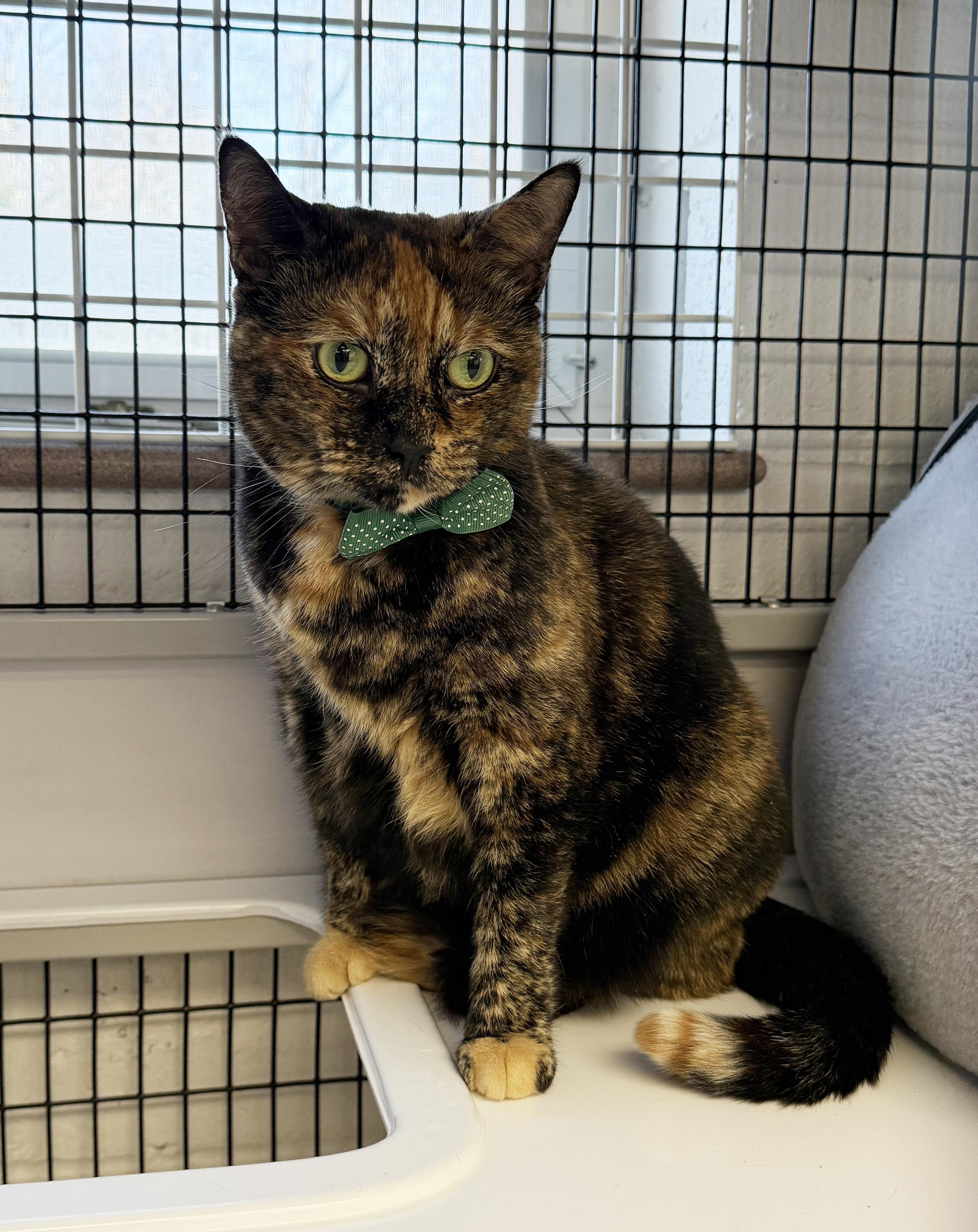 Enlarge LOCAL CAT! Noodle, an adopted mixed breed in Clayville, RI image 5/6