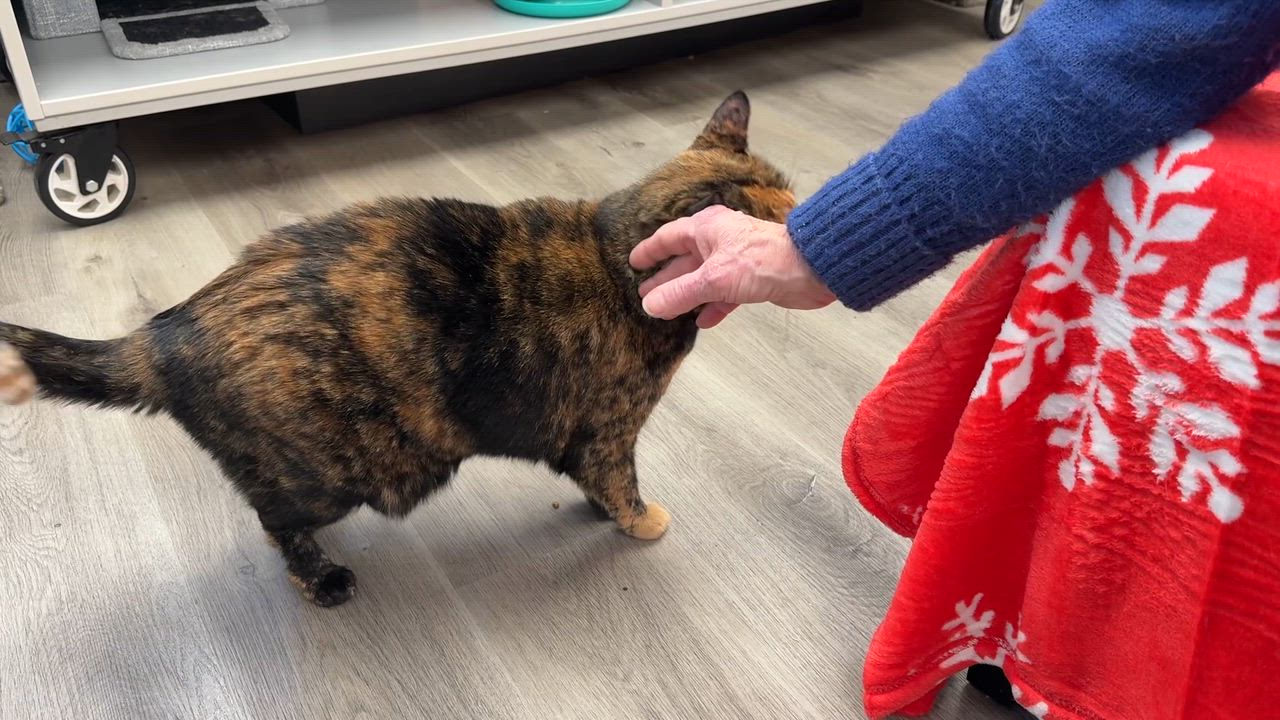 Enlarge LOCAL CAT! Noodle, an adopted mixed breed in Clayville, RI video 6/6