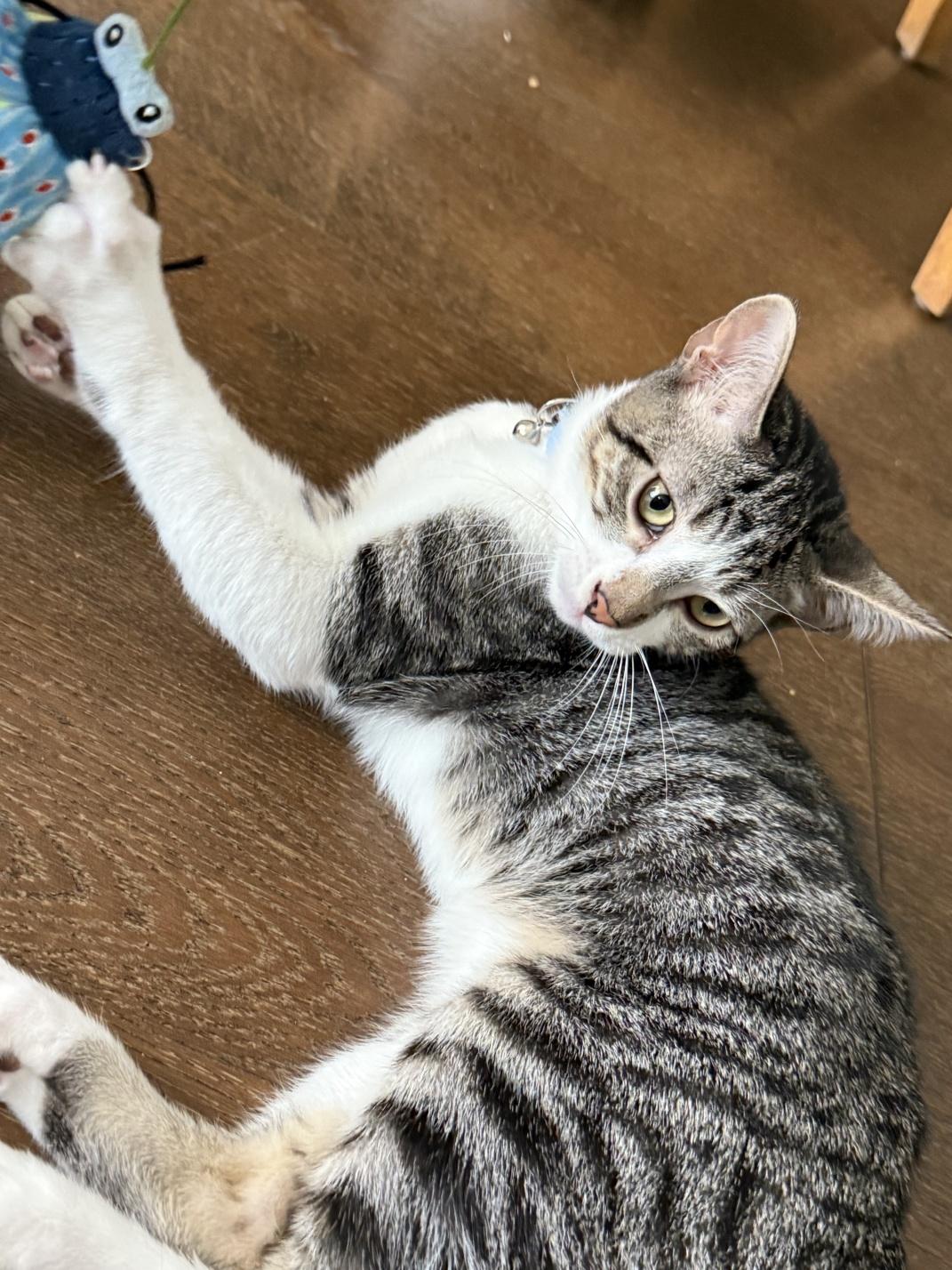 Weasley, a Adoptable Domestic Short Hair in Orange, CA image 2/5