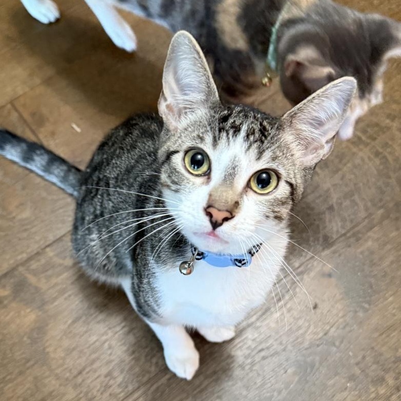 Weasley, a Adoptable Domestic Short Hair in Orange, CA image 1/5