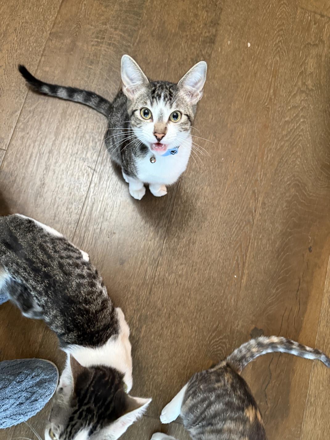 Weasley, a Adoptable Domestic Short Hair in Orange, CA image 3/5