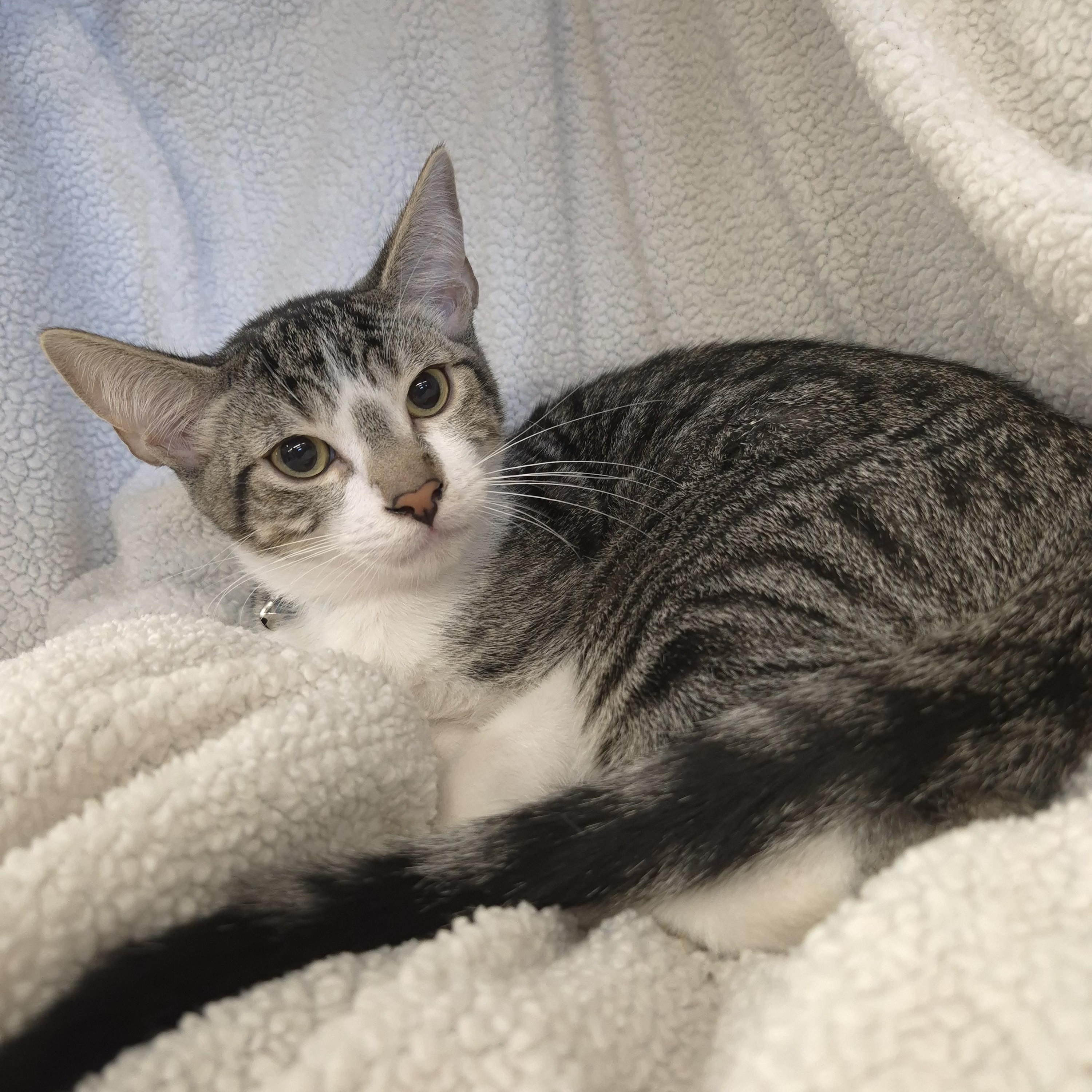 Weasley, a Adoptable Domestic Short Hair in Orange, CA image 5/5