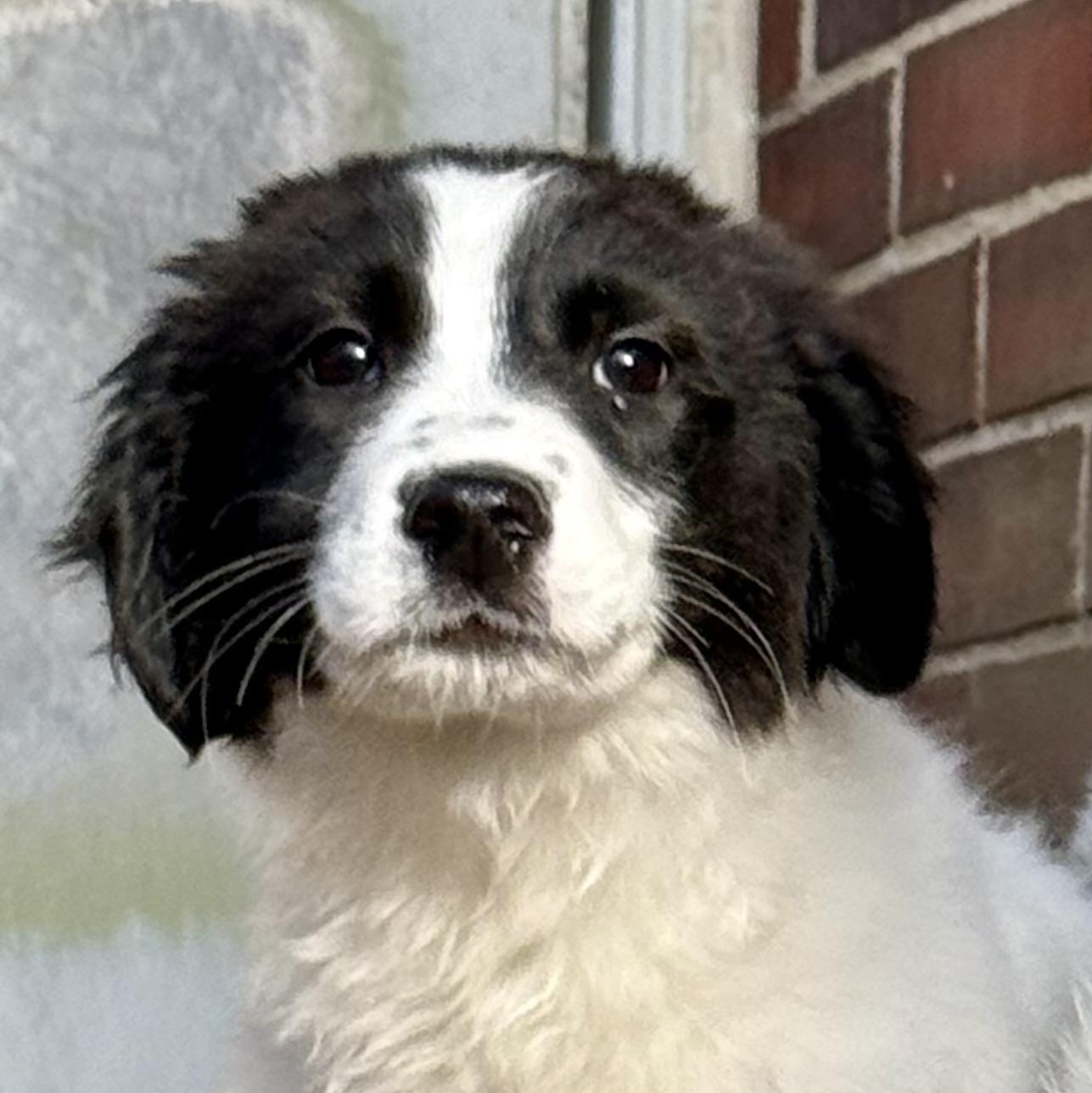 Enlarge Biskar, a ADOPTABLE mixed breed in Louisville, KY image 1/1