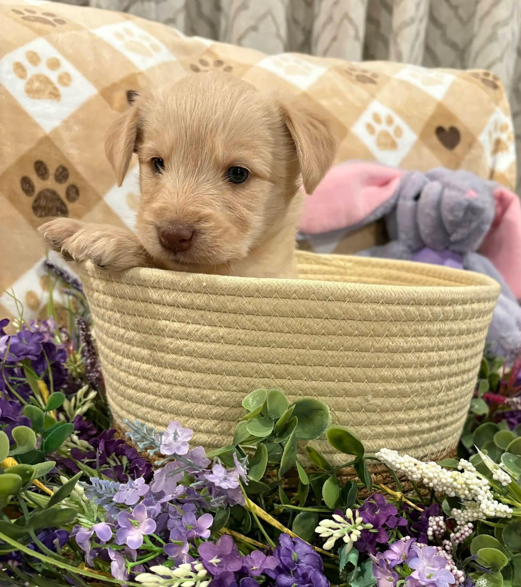 Enlarge Maisie, a ADOPTABLE mixed breed in Sawyer, ND image 1/5