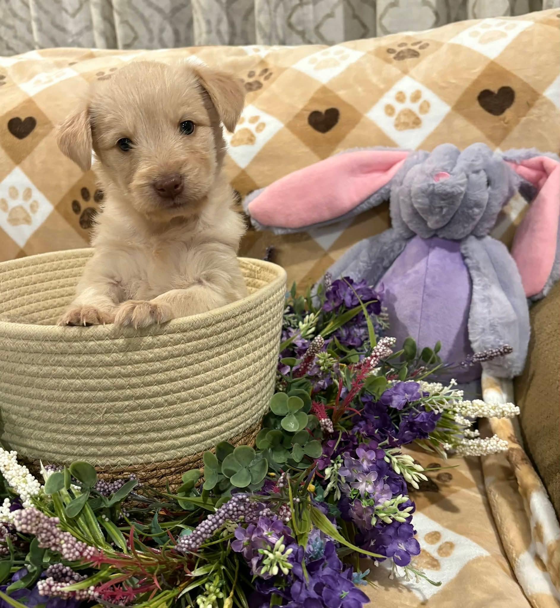 Enlarge Maisie, a ADOPTABLE mixed breed in Sawyer, ND image 4/5