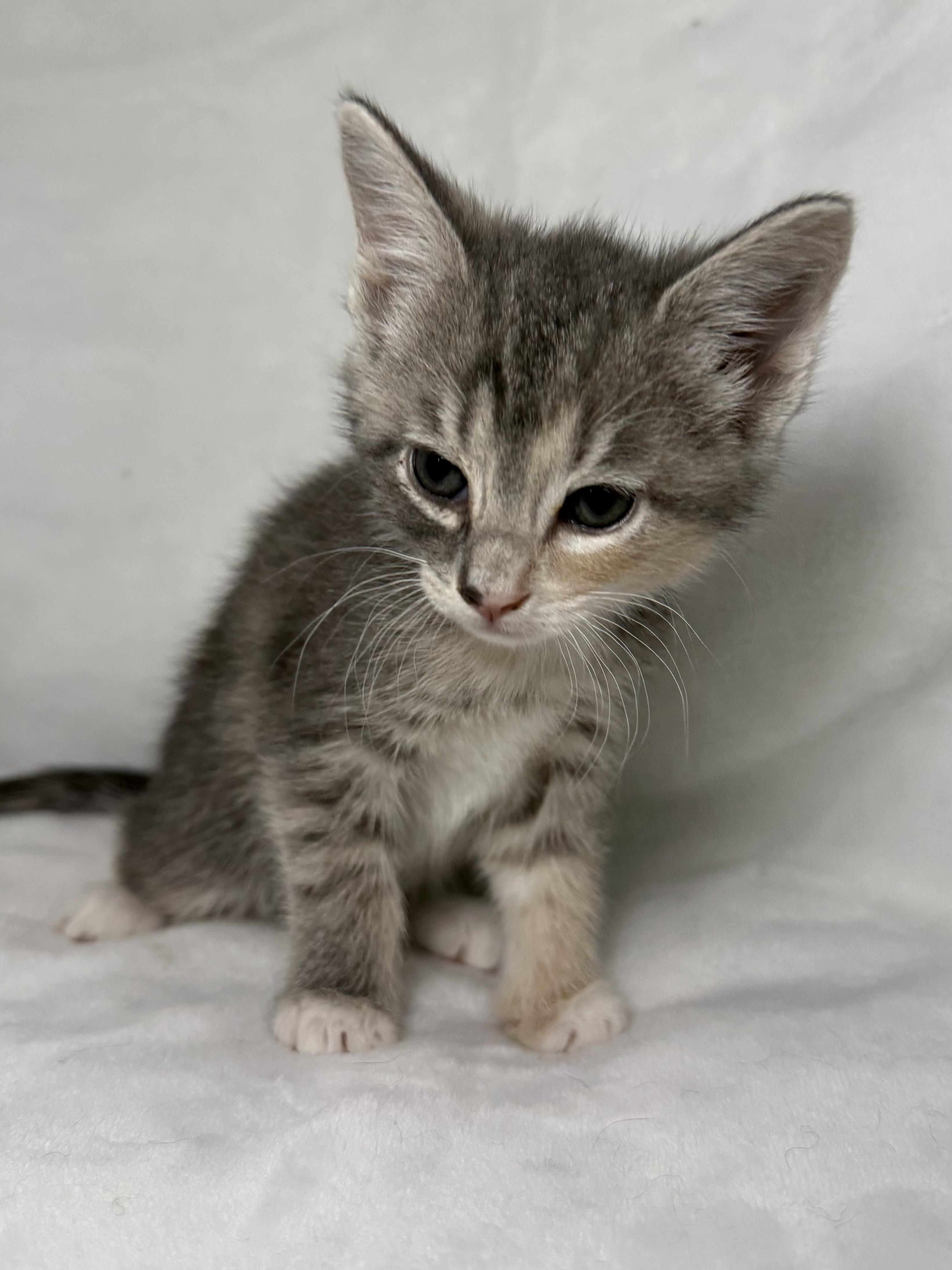 Enlarge Elizabeth Swann, an adoptable mixed breed in Greensboro, NC image 2/5