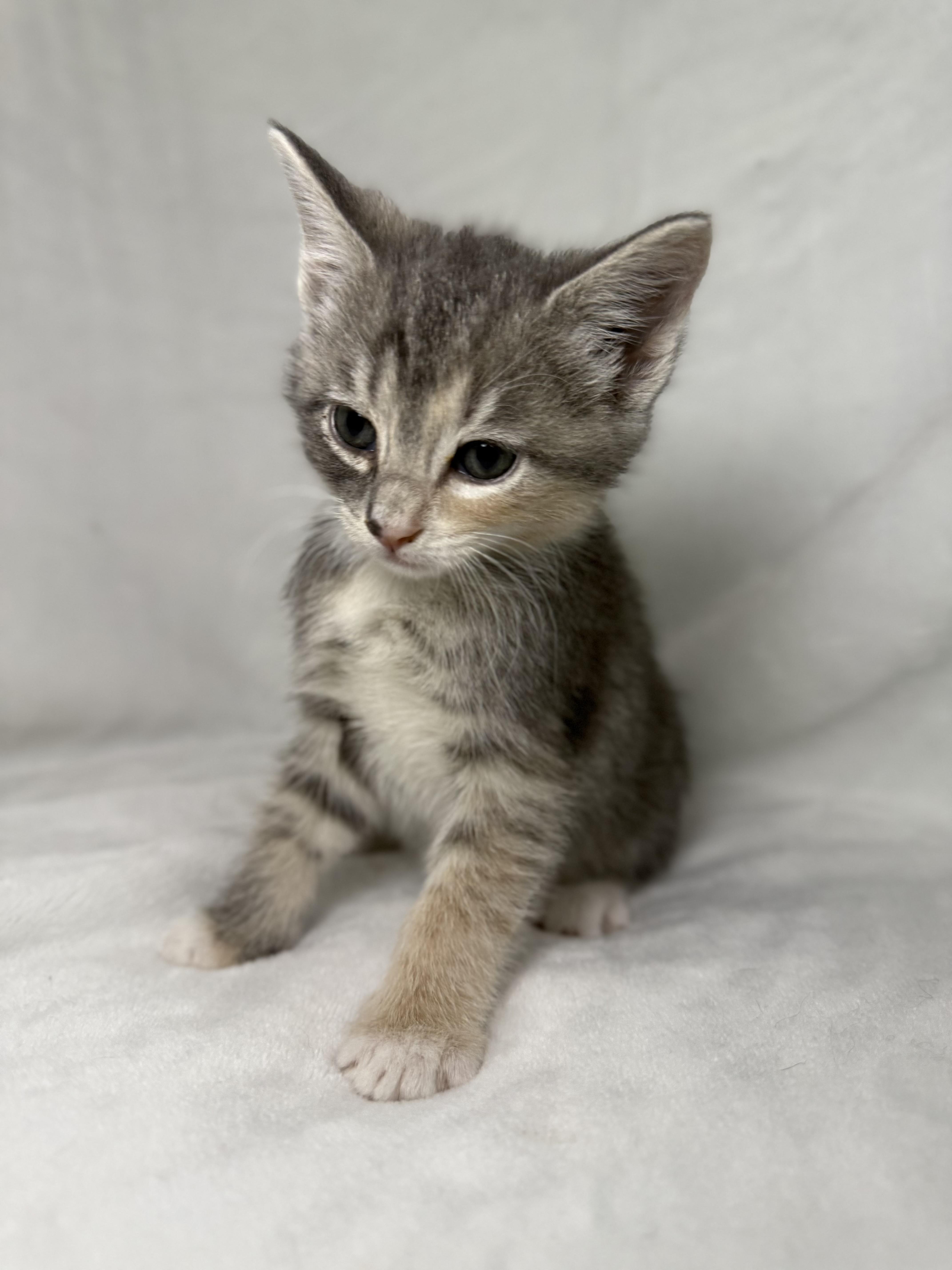 Enlarge Elizabeth Swann, an adoptable mixed breed in Greensboro, NC image 4/5