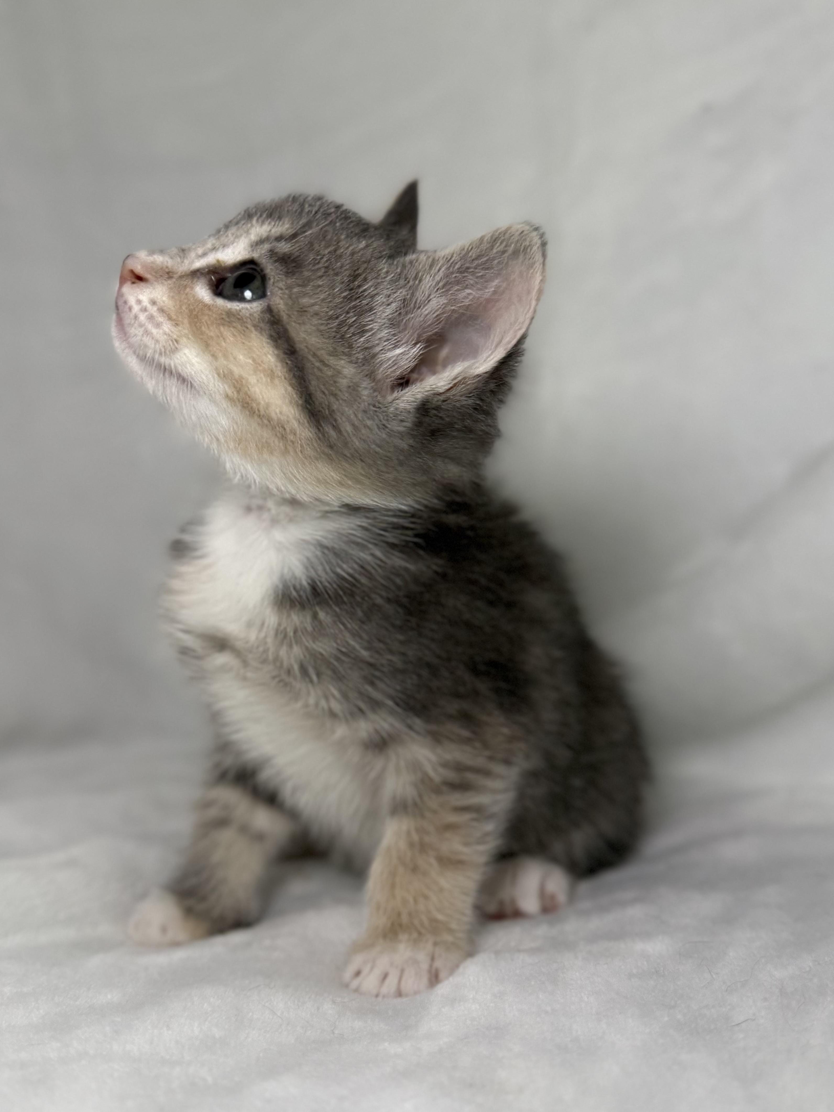 Enlarge Elizabeth Swann, an adoptable mixed breed in Greensboro, NC image 3/5