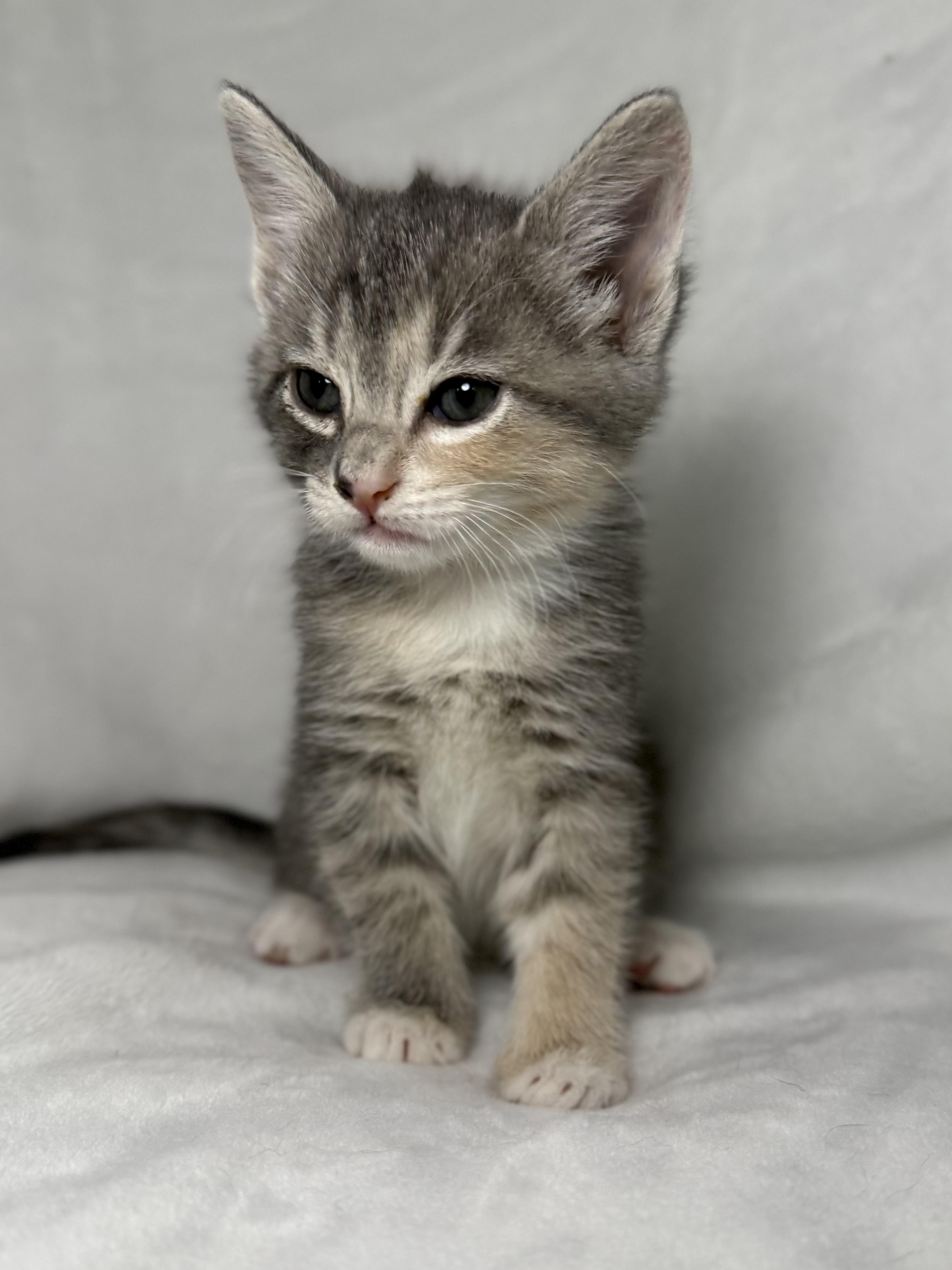 Enlarge Elizabeth Swann, an adoptable mixed breed in Greensboro, NC image 5/5