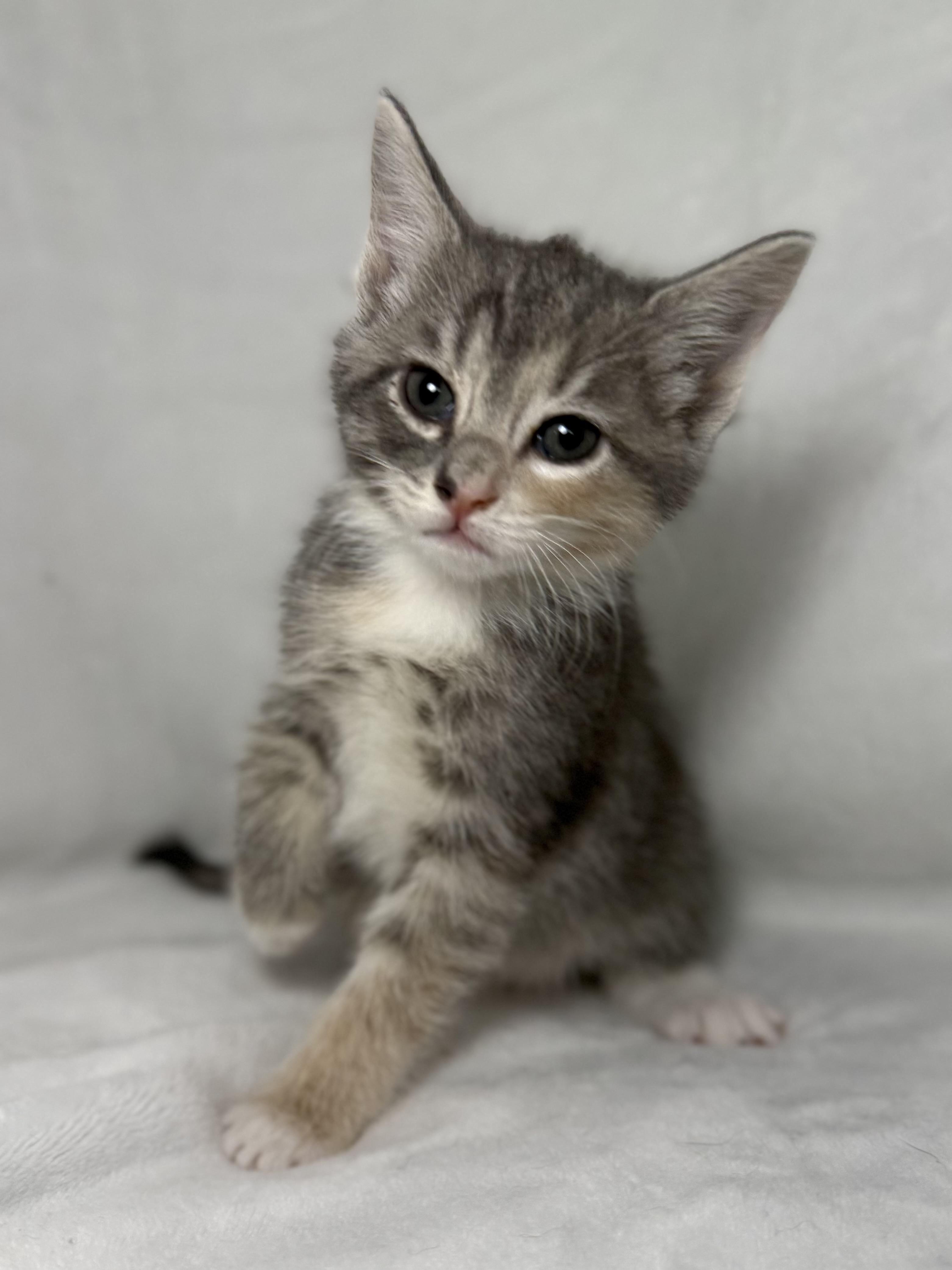 Elizabeth Swann, adoptable, Kitten Female Domestic Short Hair & Dilute Calico.