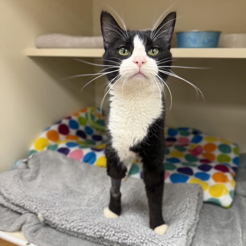 Tessa — thumbnail 2