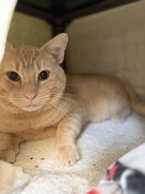Enlarge TATER, a Adoptable Domestic Short Hair in Minneapolis, MN image 1/1