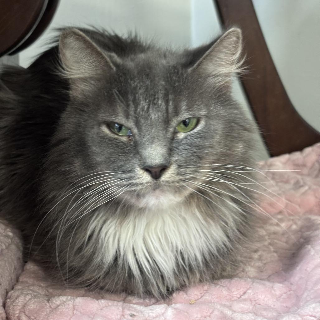 Tally, a Adoptable Domestic Long Hair in Las Vegas, NV image 1/2