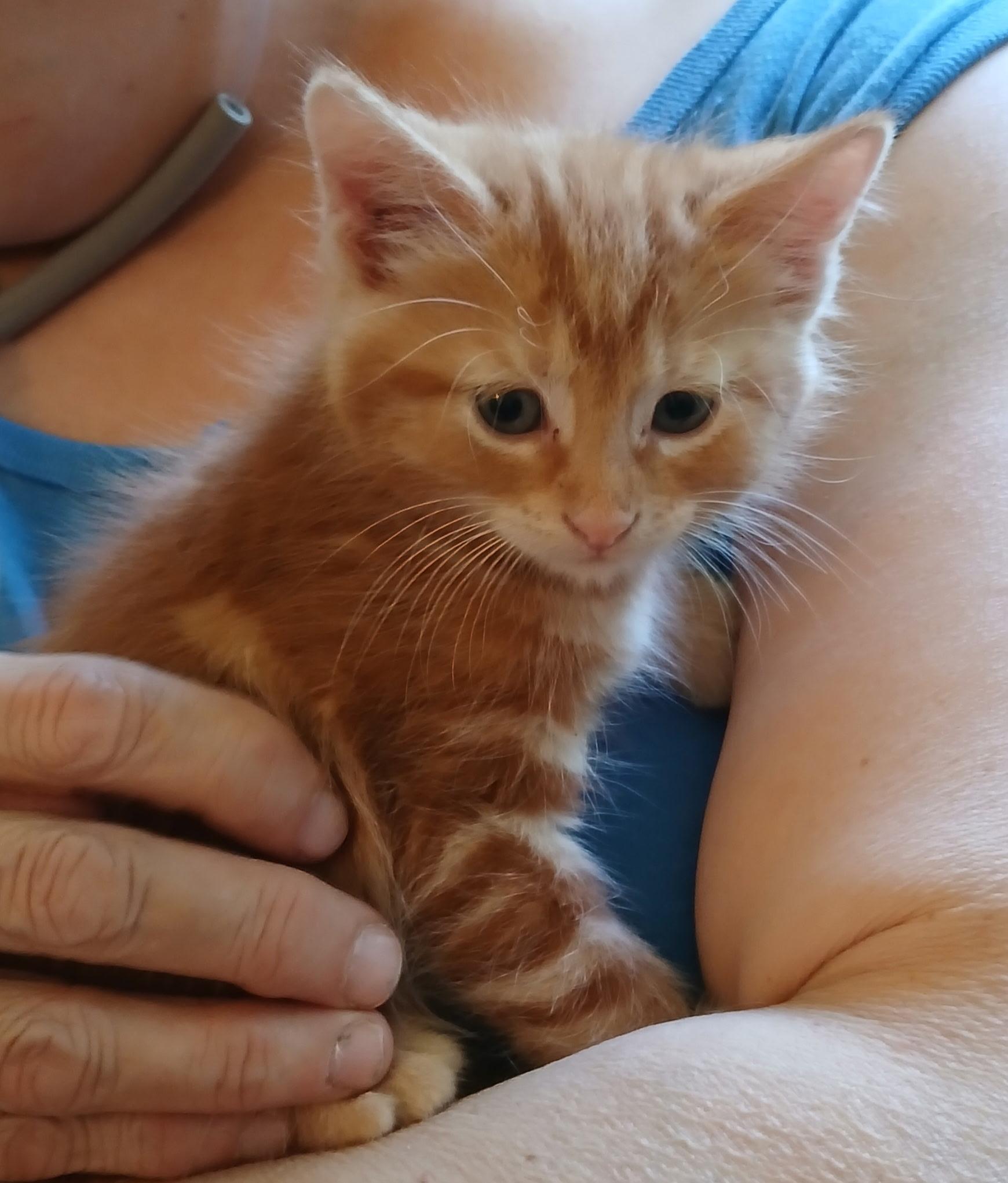 Elsa, adopted, Young Female Domestic Short Hair.