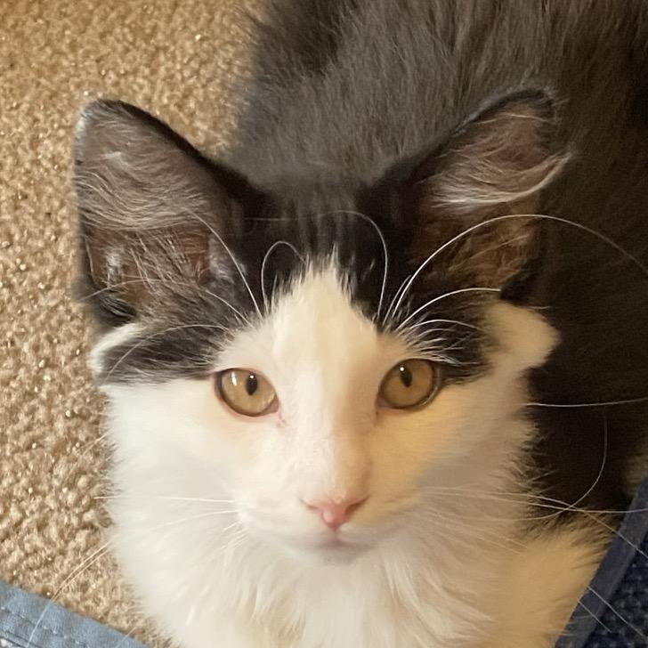 Siesta, Adoptable, Kitten Male Domestic Medium Hair.
