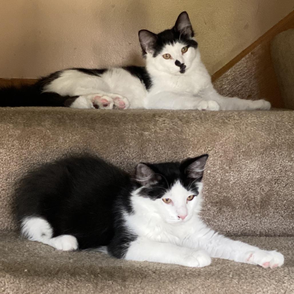 Enlarge Siesta, a Adoptable Domestic Medium Hair in Eden Prairie, MN image 2/6
