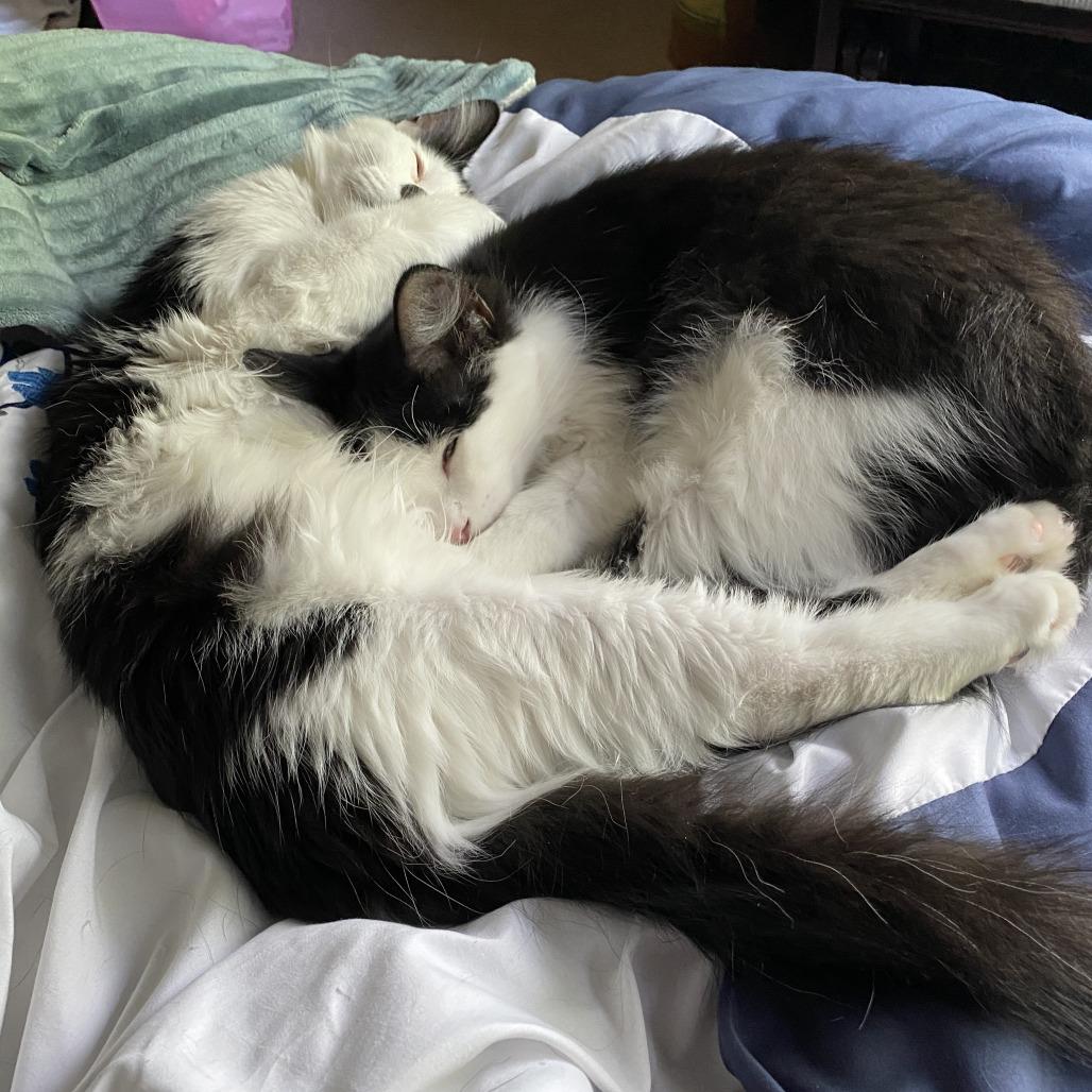 Enlarge Siesta, a Adoptable Domestic Medium Hair in Eden Prairie, MN image 3/6